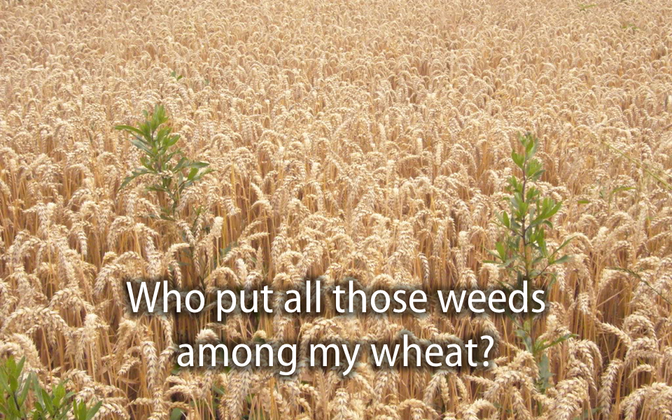 Picture of weeds growing in a field of wheat.