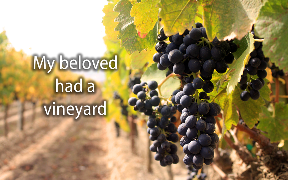 My beloved had a vineyard